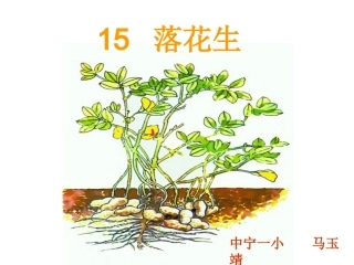 15落花生(马玉静)