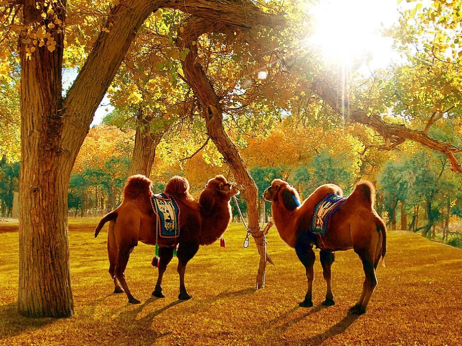 小学三年级语文上册16、找骆驼课件_第3页