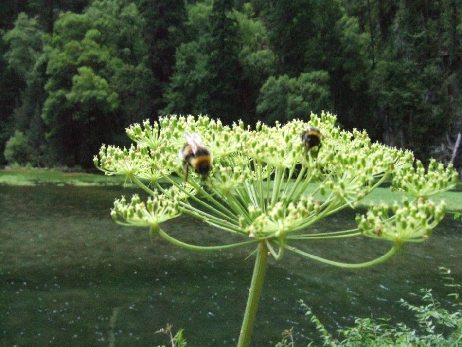 16云南的歌会课件1_第3页