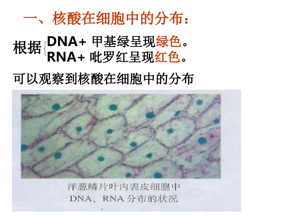 遗传信息的携带者核酸课件人教版必修一_第3页
