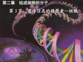 遗传信息的携带者核酸课件人教版必修一