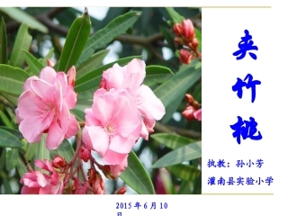课改验收六语组《夹竹桃》PPT-副本