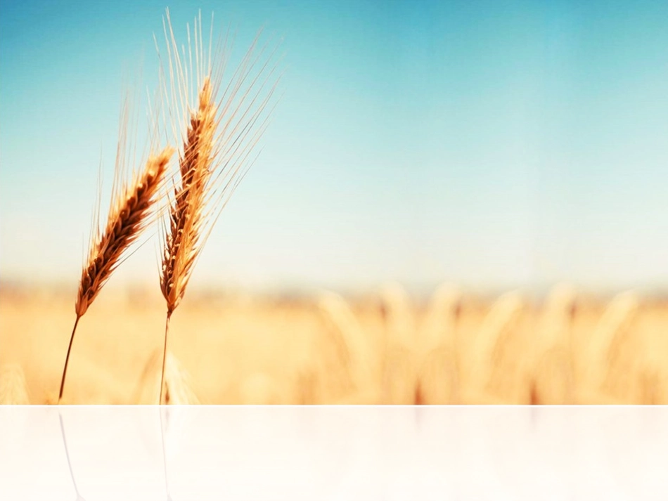 课件《三国鼎立》_第1页