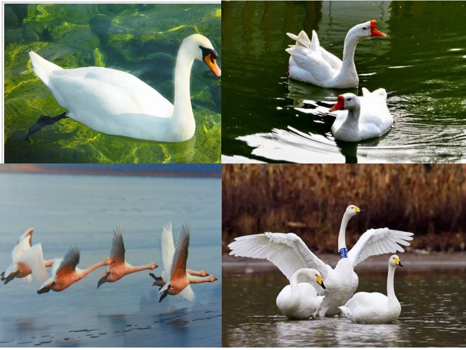 课件-咏鹅-王艳红_第2页