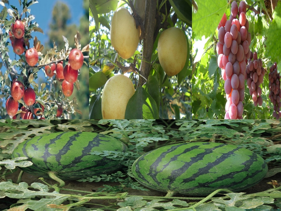 语言：水果屋_第3页