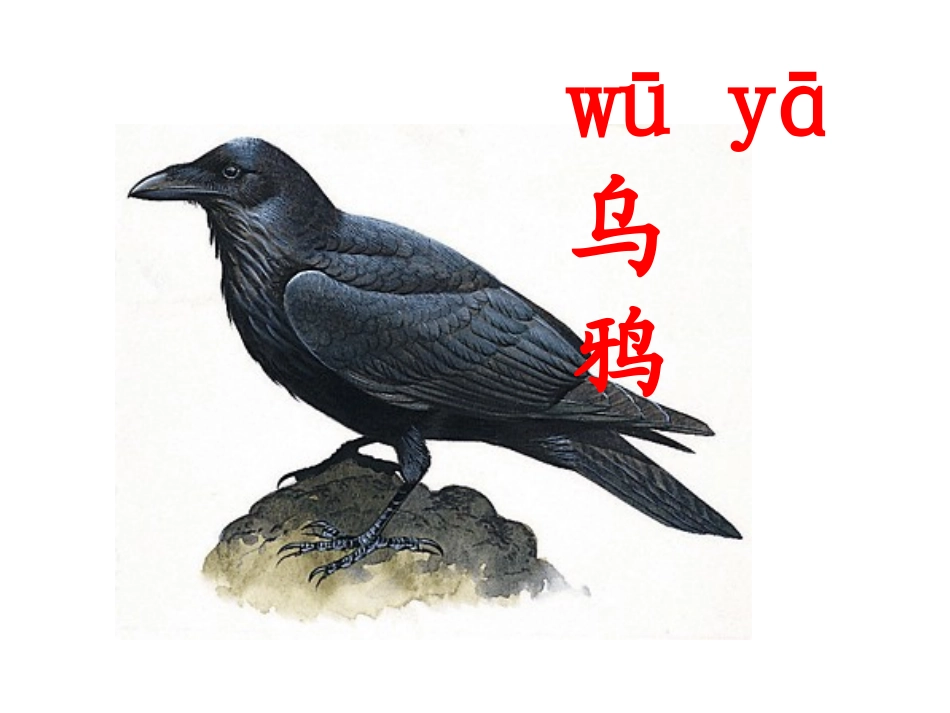 乌鸦喝水(课件)(1)_第2页