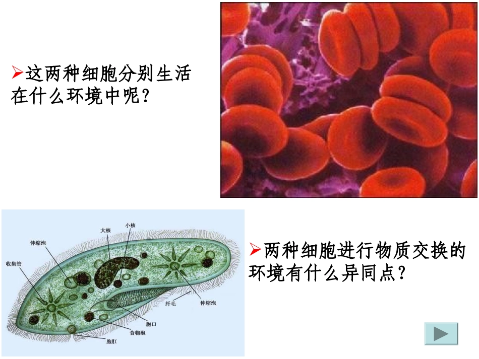 人体稳态第一课时内环境_第2页