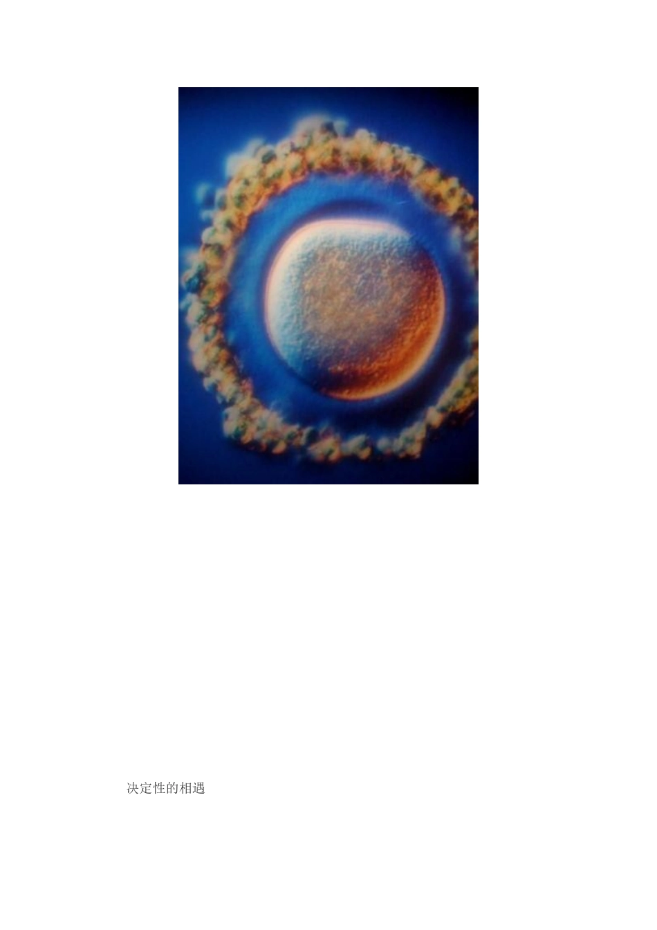 记录子宫内人类生命诞生的奥妙文档_第2页