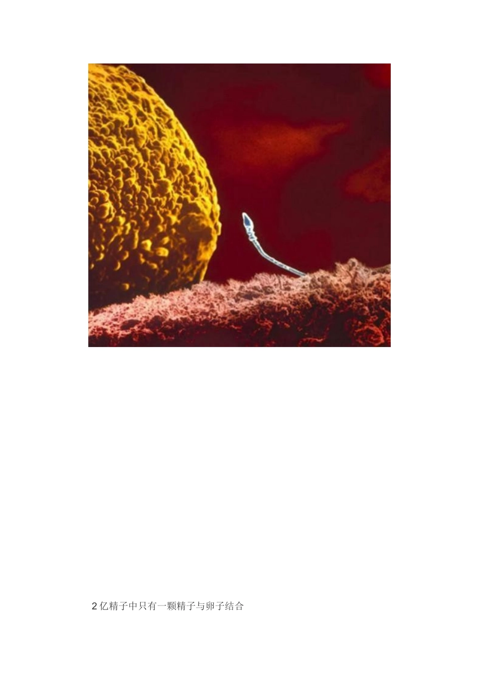 记录子宫内人类生命诞生的奥妙文档_第3页