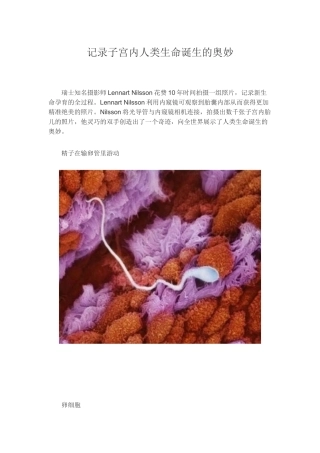 记录子宫内人类生命诞生的奥妙文档