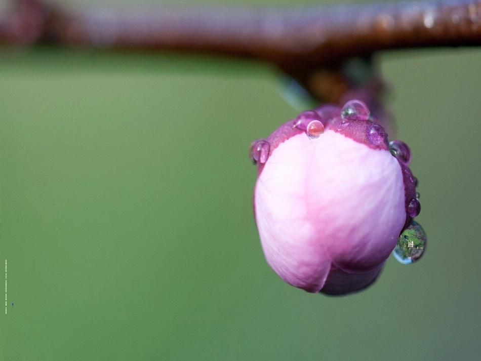 (部编)初中语文人教2011课标版七年级下册一棵小桃树(上课的课件)_第3页