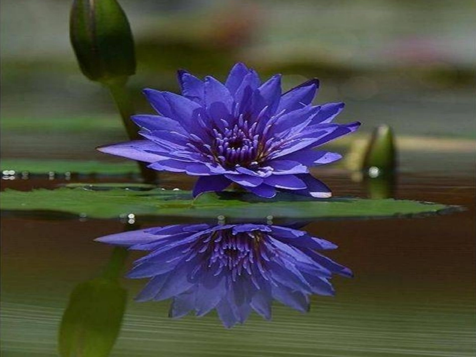 认识轴对称图形_第3页