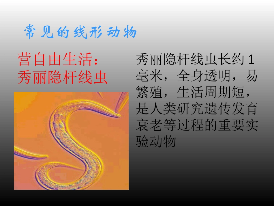 第2节线形动物和环节动物_第3页