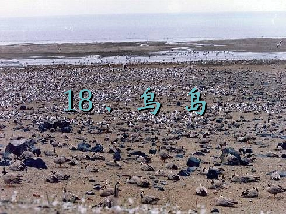 鸟岛第一课时_第1页