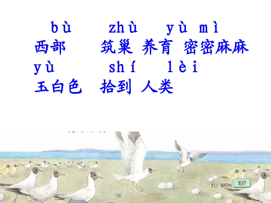 鸟岛第一课时_第2页