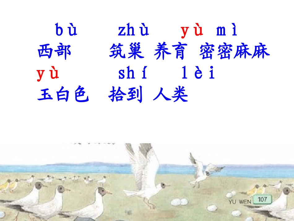 鸟岛第一课时_第3页