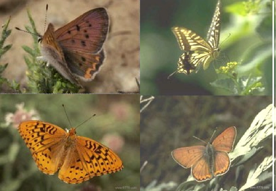 装满昆虫的衣袋 (5)_第2页