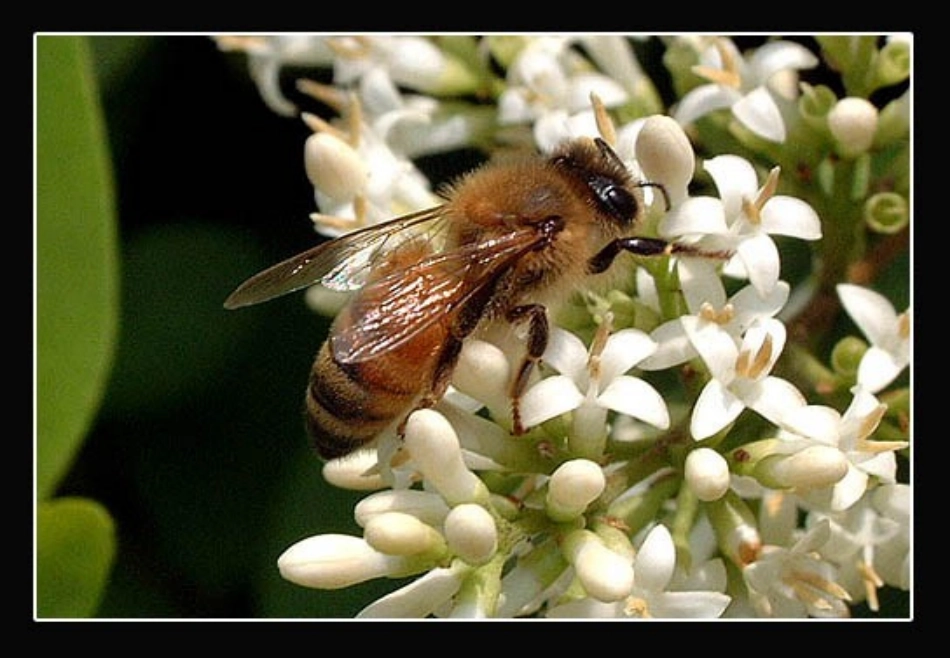 装满昆虫的衣袋 (5)_第3页