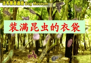 装满昆虫的衣袋 (5)