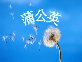 蒲公英第一课时