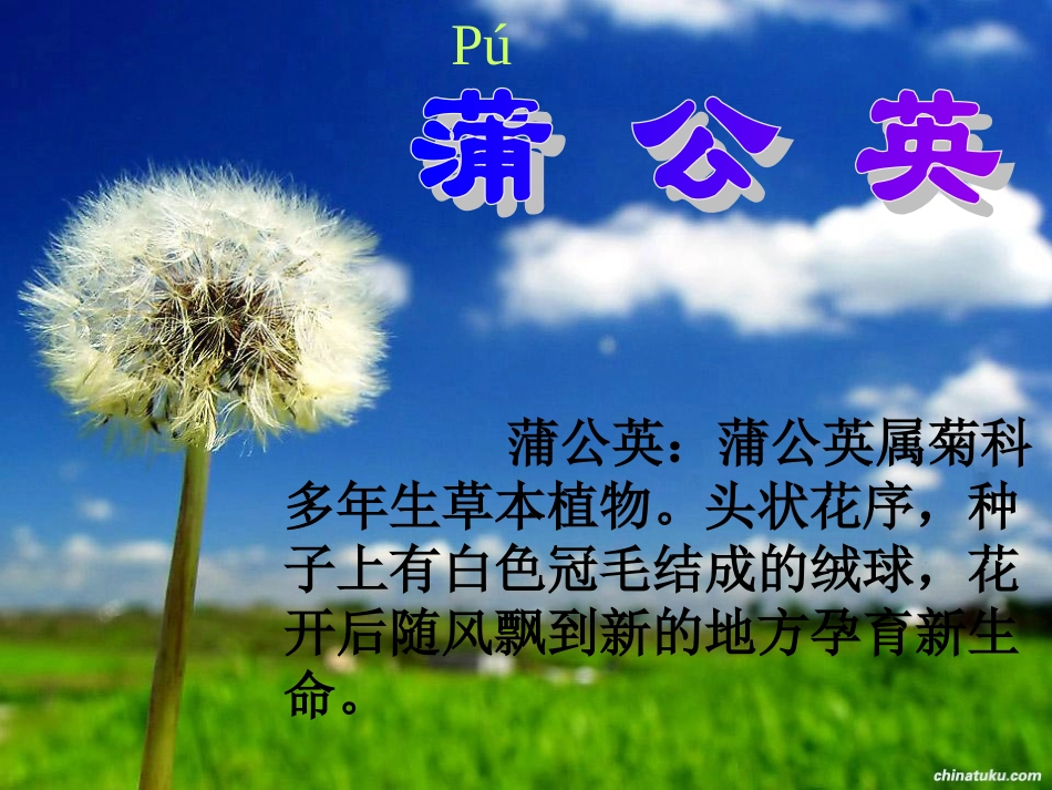 蒲公英课件（网络整合）_第2页