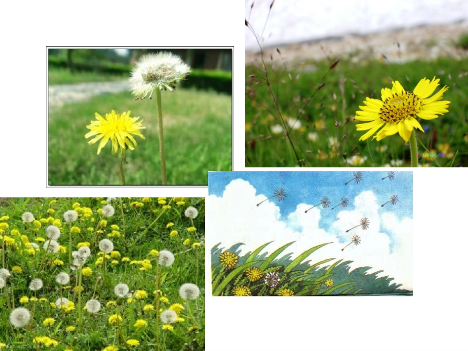 蒲公英课件（网络整合）_第3页