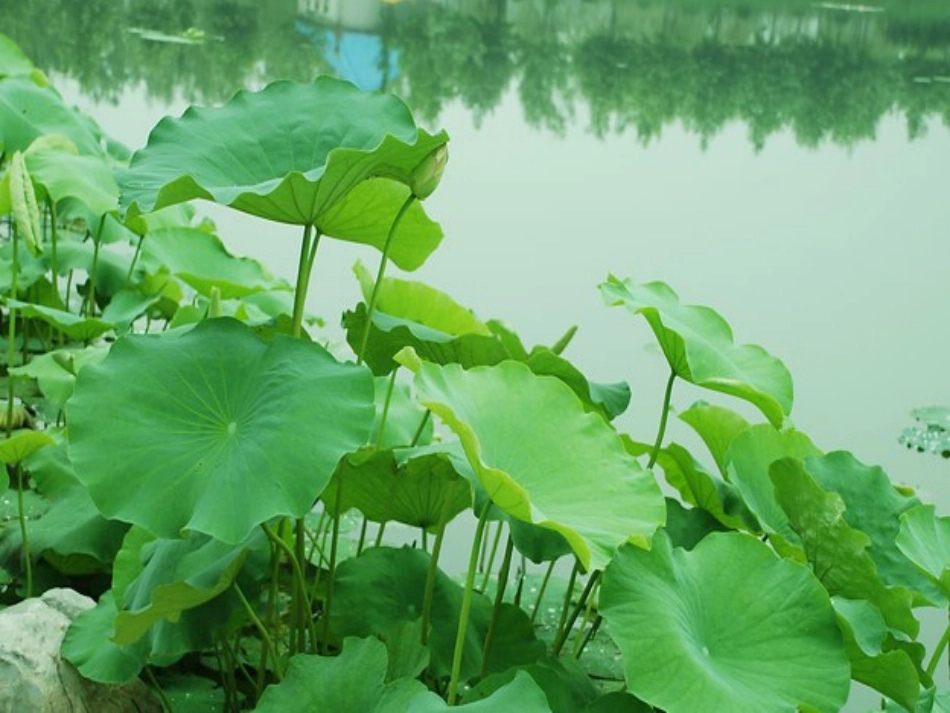 荷叶圆圆教学课件_第2页