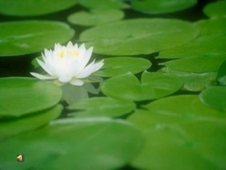 荷叶圆圆教学课件