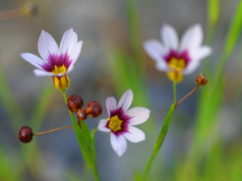 苏教版八年级语文上册第六单元第29课《送你一束转基因花》（共42张PPT）_第1页