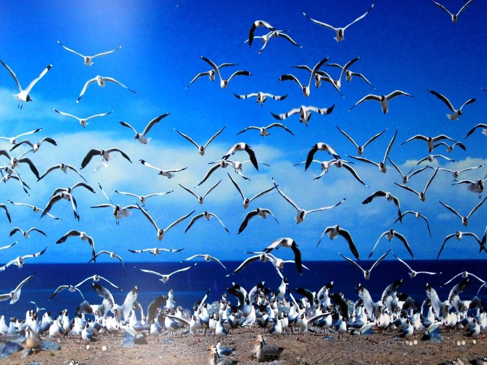 苏教版二年级下《鸟岛》_第1页