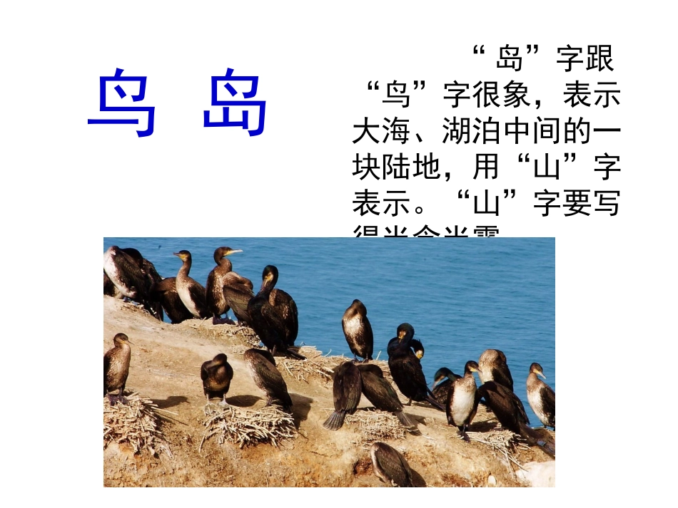 苏教版二年级下《鸟岛》_第3页