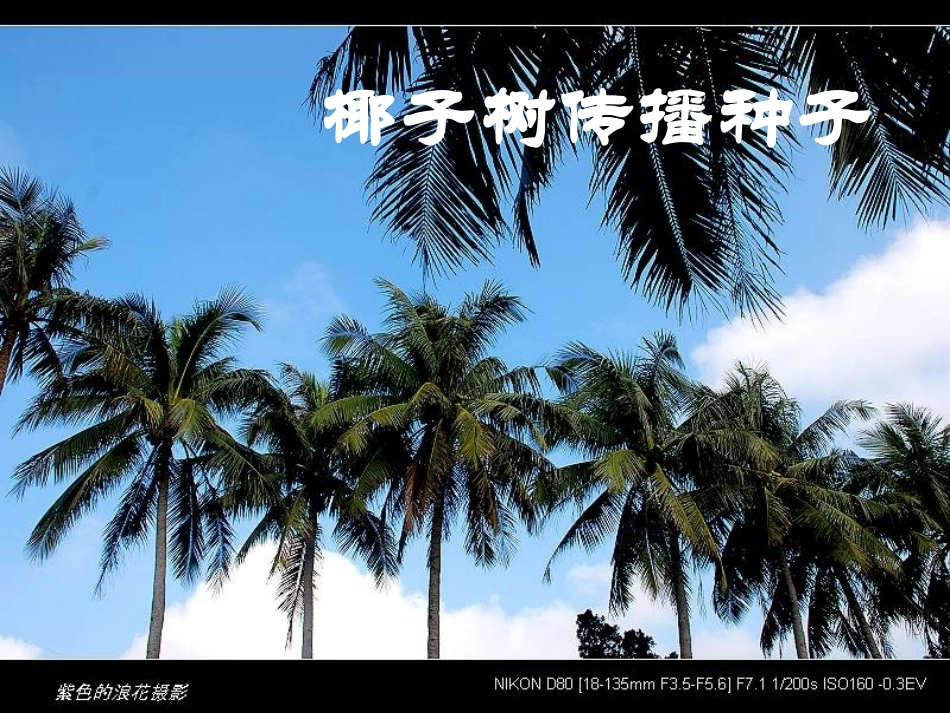 苏教版三上语文练习3_第2页