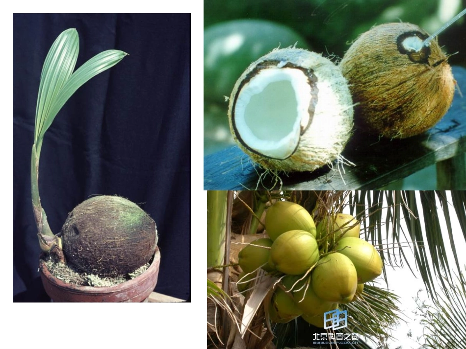 苏教版三上语文练习3_第3页