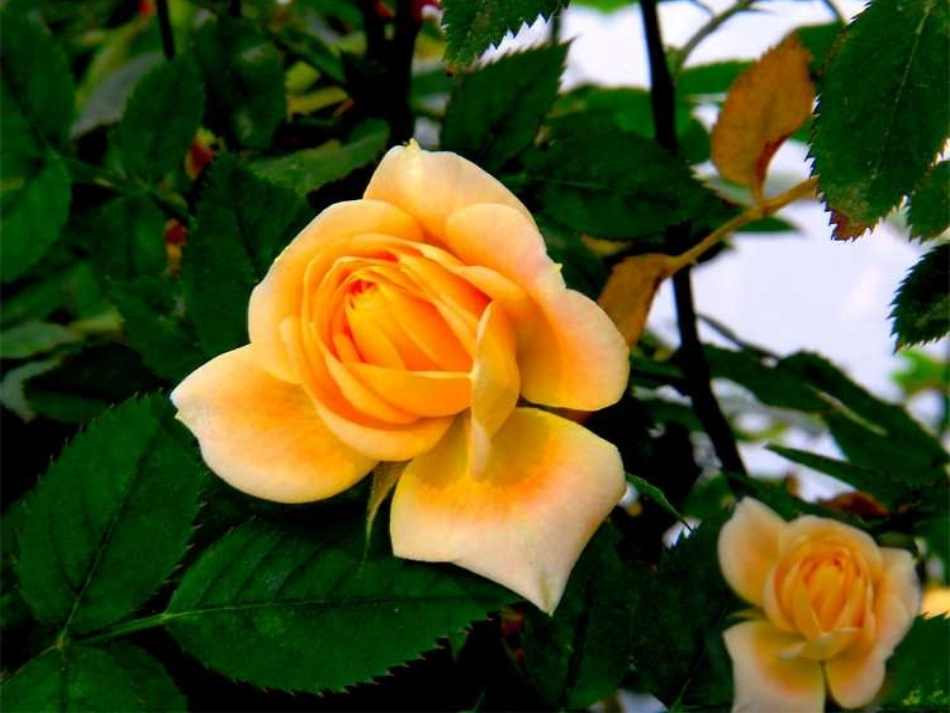 《花儿为什么这样红》第一课时_第2页