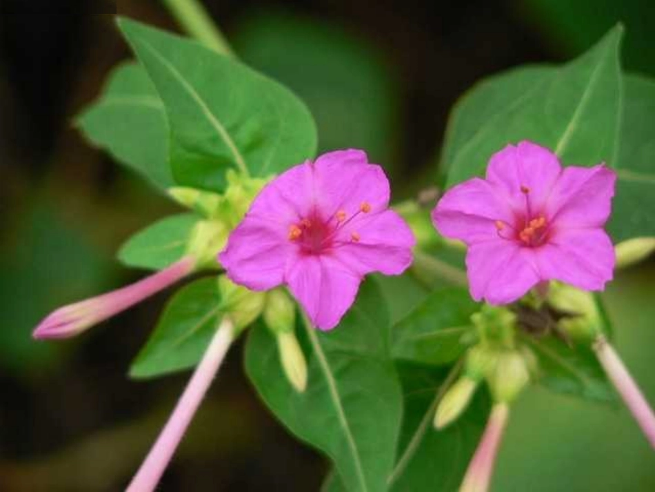 《花儿为什么这样红》第一课时_第3页