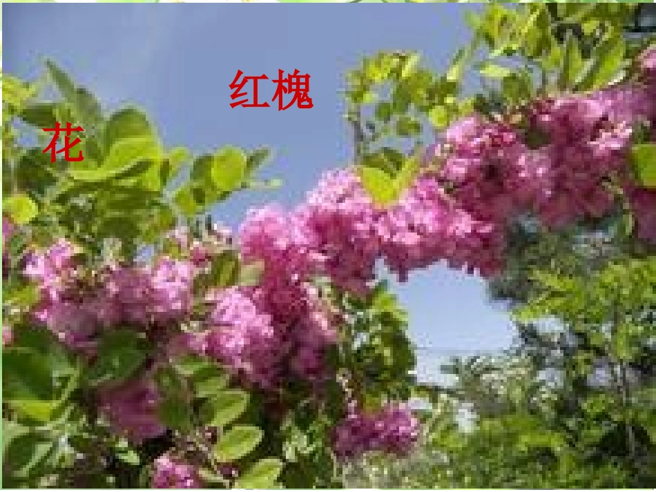 苏教版三下《槐乡五月》课件 (3)_第3页