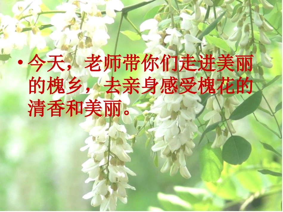 苏教版三下《槐乡五月》课件 (2)_第2页