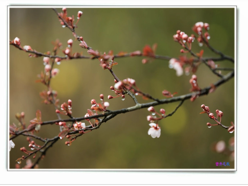 苏教版一年级上册第3课《江南》_第2页