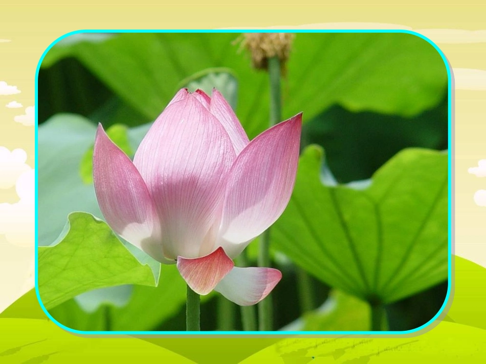 苏教版三下《练习7》_第2页