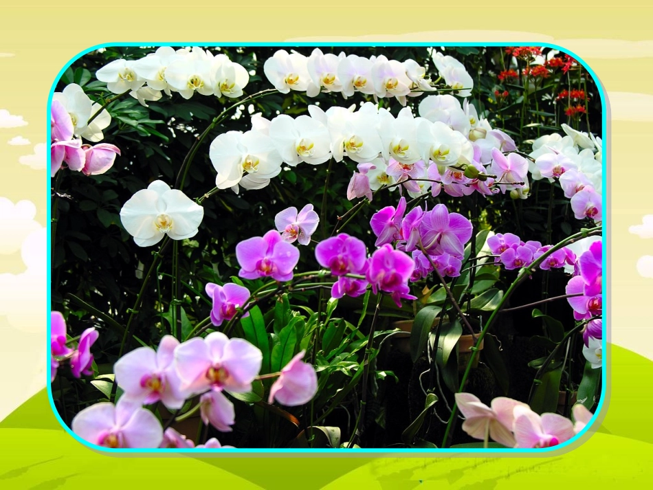 苏教版三下《练习7》_第3页