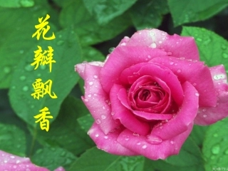 花瓣飘香 (3)