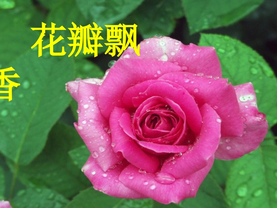花瓣飘香课件_第1页