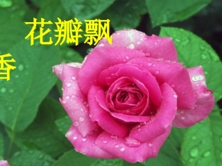 花瓣飘香课件