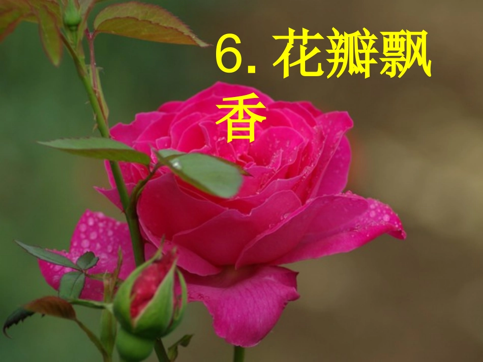 花瓣飘香演示文稿_第1页