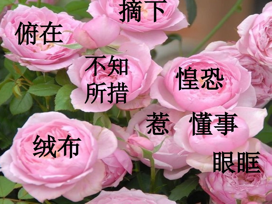 花瓣飘香演示文稿_第3页