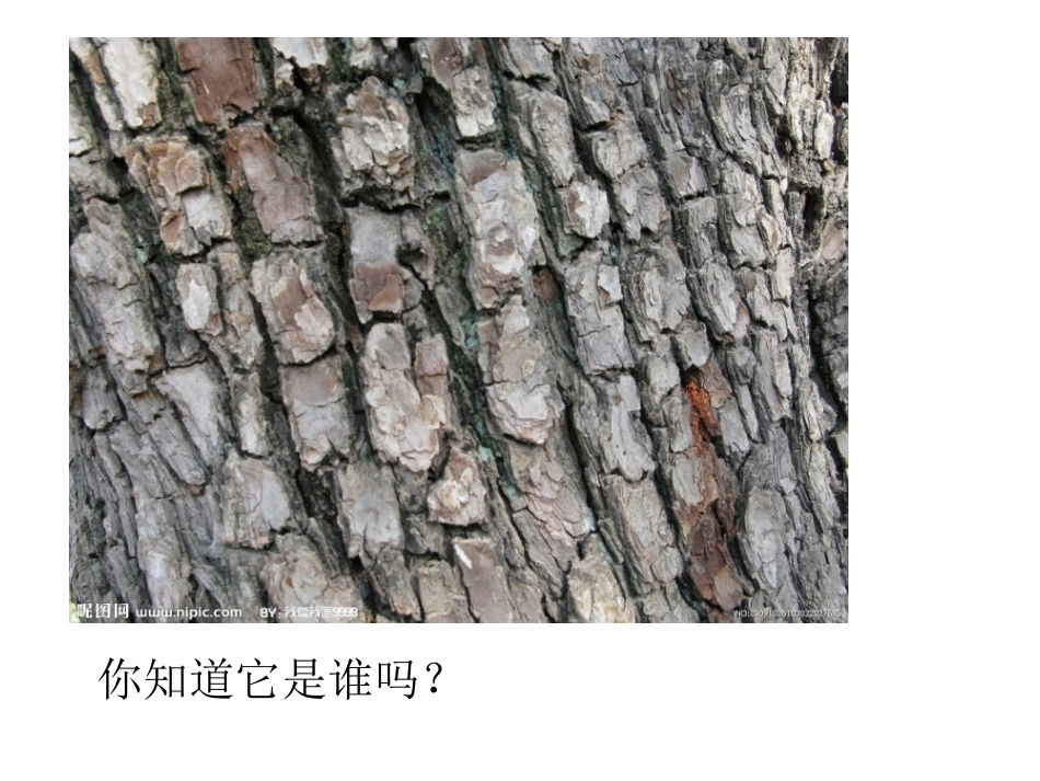 给树爷爷画像课件_第2页