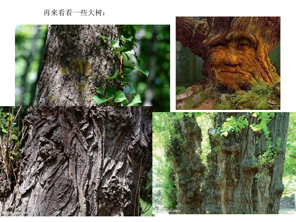 给树爷爷画像课件_第3页