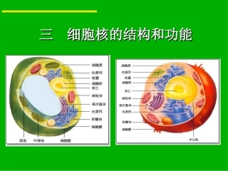 细胞核的结构和功能