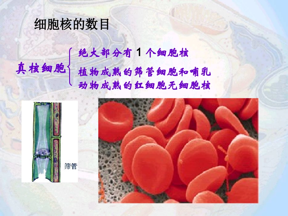 细胞核系统的控制中心课件_第2页