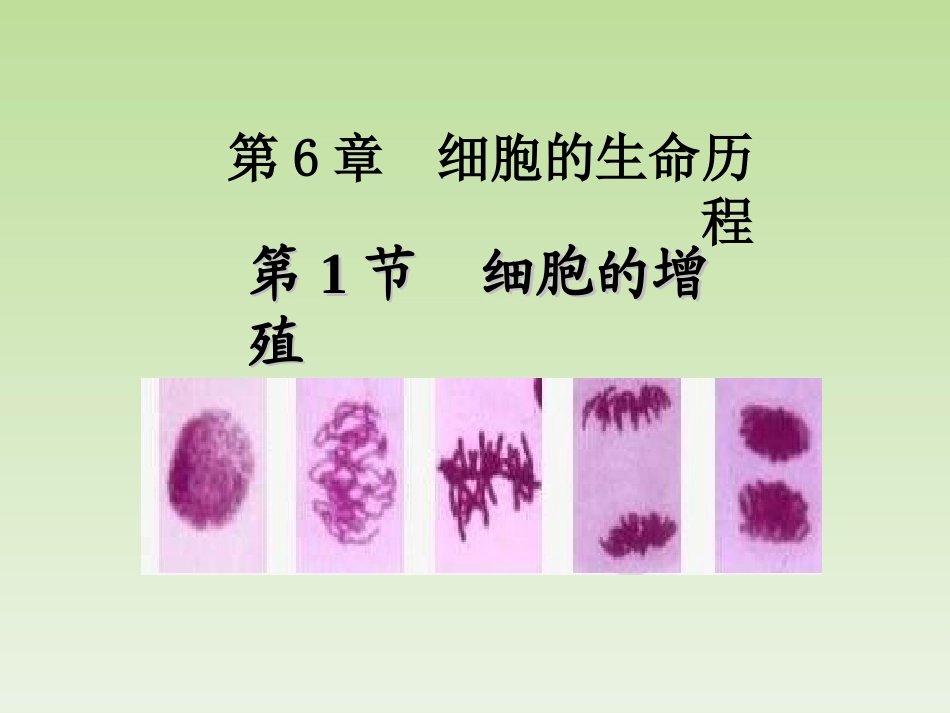 细胞的增殖课件_第1页